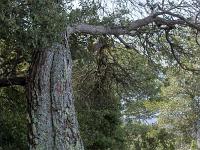 Plateau de Ganagobie (04)  Le plateau - Arbre mystérieux en bordure de plateau au Nord/Ouest ...