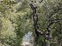 Plateau de Ganagobie (04)  Le plateau - Autre vue sur le sentier ( Ouest ) ...