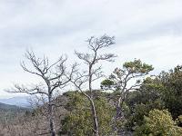 Plateau de Ganagobie (04)  Le plateau - Autre vue sur le sentier ( Ouest ) ...