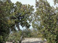 Plateau de Ganagobie (04)  Le plateau - Autre vue sur le sentier ( Ouest ) ...