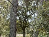 Plateau de Ganagobie (04)  Le plateau - La Forêt ...