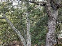 Plateau de Ganagobie (04)  Le plateau - La Forêt ...