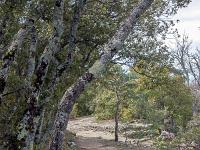 Plateau de Ganagobie (04)  Le plateau - Autre vue sur le sentier ( Ouest ) ...