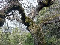 Plateau de Ganagobie (04)  Le plateau - Chêne blanc ou pubescent ...