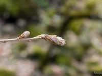 Plateau de Ganagobie (04)  Le plateau - Bourgeons de chêne blanc ...