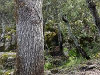 Plateau de Ganagobie (04)  Le plateau - Tronc de chêne blanc ...