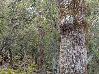Plateau de Ganagobie (04)  Le plateau - Tronc de chêne blanc ...