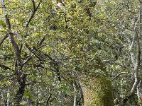 Plateau de Ganagobie (04)  Le plateau - La forêt ...