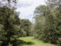 Plateau de Ganagobie (04)  Le plateau - Clairière sur le plateau 1/2 ...