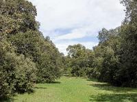 Plateau de Ganagobie (04)  Le plateau - Clairière sur le plateau 2/2 ...