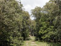 Plateau de Ganagobie (04)  Le plateau - Le chemin qui mène à la chapelle Saint Martin ...