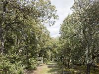 ganagobie-plateau-061  Le plateau - Allée de Forcalquier (Sud) ...