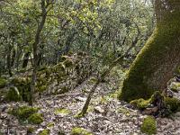 Plateau de Ganagobie (04)  Ruines hors les murs devant le rempart de Villevieille ...