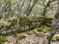 Plateau de Ganagobie (04)  Ruines hors les murs devant le rempart de Villevieille ...
