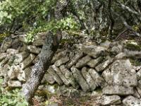 Plateau de Ganagobie (04)  Ruines hors les murs devant le rempart de Villevieille. Ici des pierres montées en arrête de poisson ...