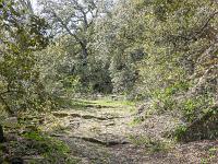 Plateau de Ganagobie (04)  Ancienne voix caladée qui descendait plein Nord sur la vallée de la Durance ...