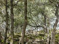 Plateau de Ganagobie (04)  Les ruines du viilage de villevieille - Nous voici derrière le rempart dans les ruines de ce qui fut au XIIe siècle un village ...