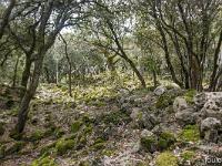 Plateau de Ganagobie (04)  Les ruines du viilage de villevieille - A part quelques pans de murs, le village n'est plus qu'un amas de pierres moussues envahies par les chênes verts ...