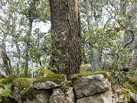 Plateau de Ganagobie (04)  Les ruines du viilage de villevieille - Angle Sud/Ouest d'une bâtisse ...