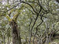 Plateau de Ganagobie (04)  Les ruines du viilage de villevieille - La nature a repris ses droits ...