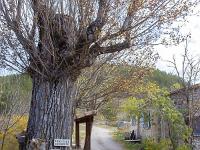Pomet (Ht Alpes)  L'arbre de la liberté (peuplier) planté en 1889. Ce lieu était jadis la place principale du village