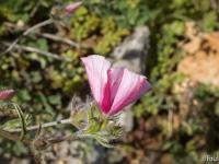 Printemps 2017  Liseron des Monts Cantabres 1/2 - Famille des Convolvulaceae