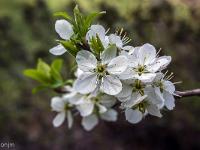 Printemps 2017  Sisteron - Plateau- du Collet - Arbuste en fleurs 1/2
