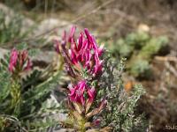 Printemps 2017  Sisteron - Plateau- du Collet - Astragale blanchâtre