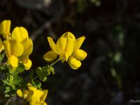 Printemps 2017  Baguenaudier