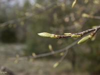 Printemps 2017  Bourgeon