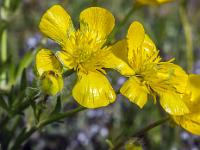 Printemps 2017  Bouton d'or (renoncule bulbeuse) - Famille des renonculaceae)