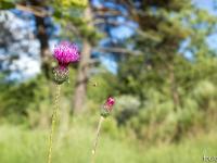 Printemps 2017  Cirse