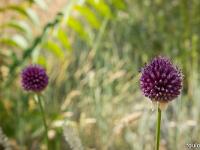 Printemps 2017  Ail à tête ronde 1/2