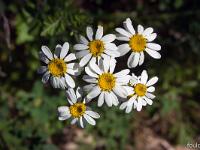 Printemps 2017  Tanaisie en corymbe - Plateau du Collet à Sisteron 1/2