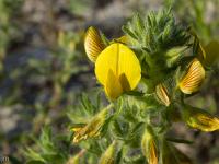 Printemps 2017  Coqsigrue