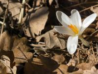 Printemps 2017  Crocus
