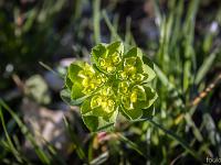 Printemps 2017  Euphorbe