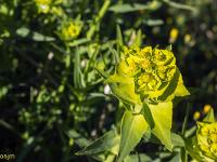 Printemps 2017  Euphorbe 2/2