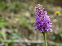 Printemps 2017  Orchis Pyramidal
