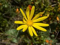 Printemps 2017  Sénéçon