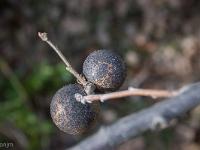 Printemps 2017  Sisteron - Plateau- du Collet - Galle du chêne