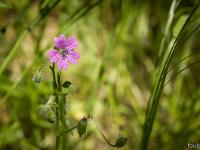 Printemps 2017  Géranium mou