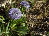 Printemps 2017  Globulaire commune