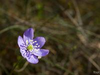 Printemps 2017  Sisteron - Plateau- du Collet - Hépatique noble