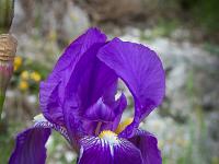 Printemps 2017  Iris d'Allemagne au pied des murailles de la citadelle de Sisteron au Sud