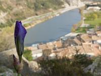 Printemps 2017  Iris d'Allemagne au pied des murailles de la citadelle de Sisteron au Sud