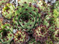 Printemps 2017  Joubarde (pas encore en fleur !)