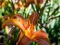 Printemps 2017  Lys orangé devant une maison à Sisteron, quartier de la Coste
