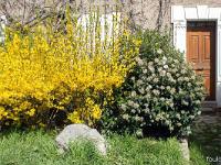 Printemps 2017  Sisteron - La Coste - Devant une maison - forsythia et Ramnus en fleurs