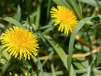 Printemps 2017  Sisteron - Plateau- du Collet - Fleur de pissenlit